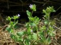 Campanula erinus